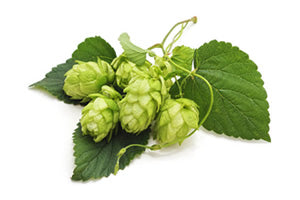 Hops for making craft beer.